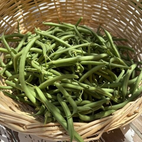 Taze Fasulye Oturak 500 g