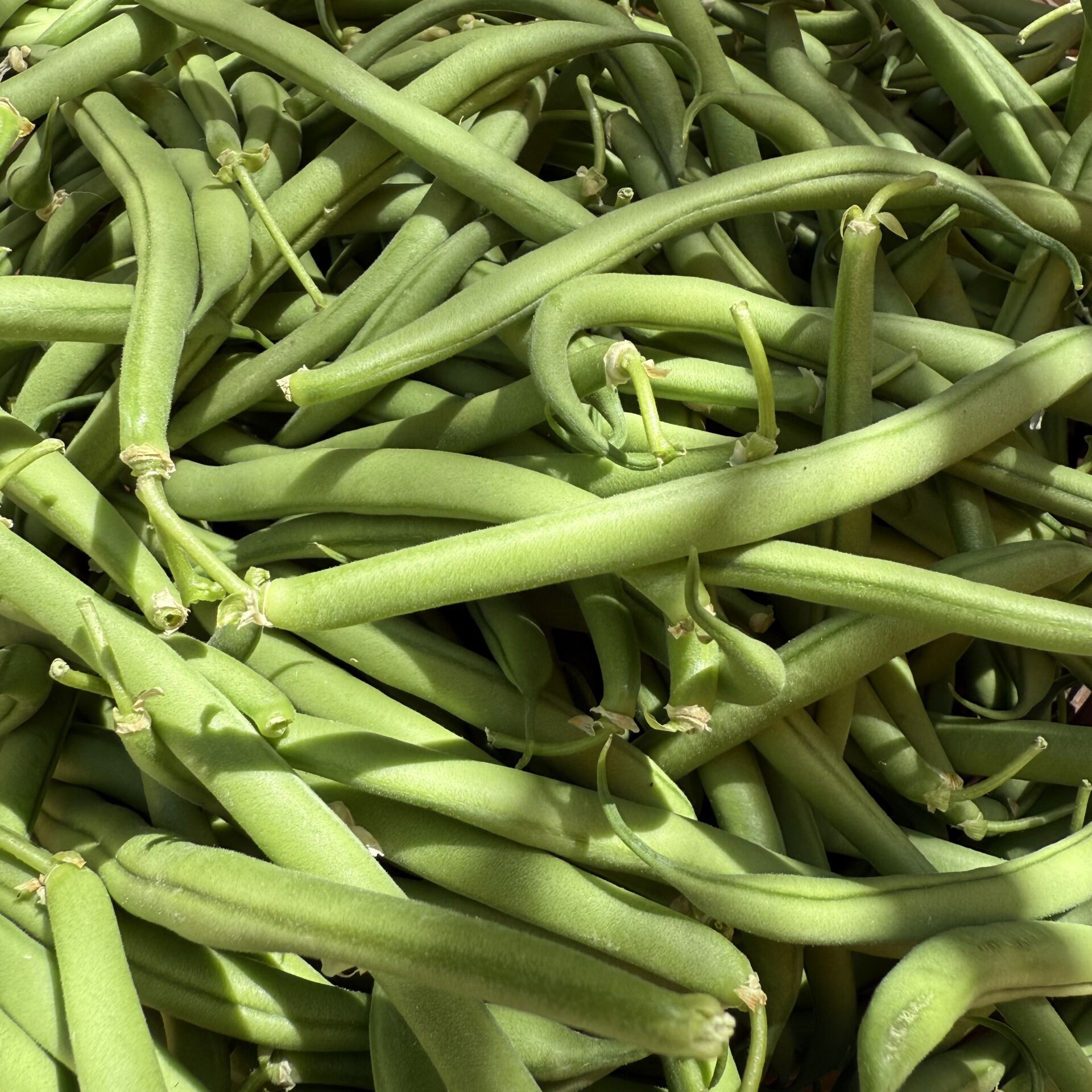 Taze Fasulye Oturak 500 g