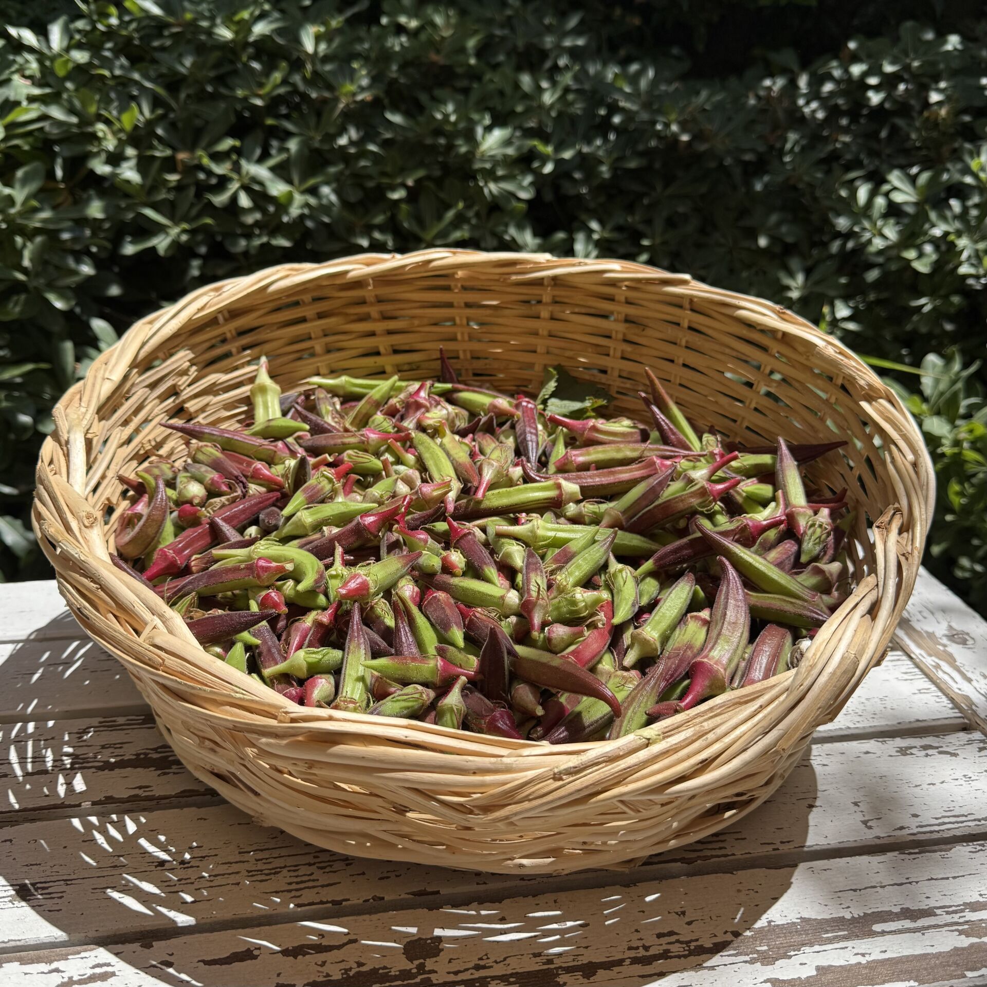 Kınalı Bamya Urla 500 g