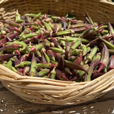 Kınalı Bamya Urla 500 g