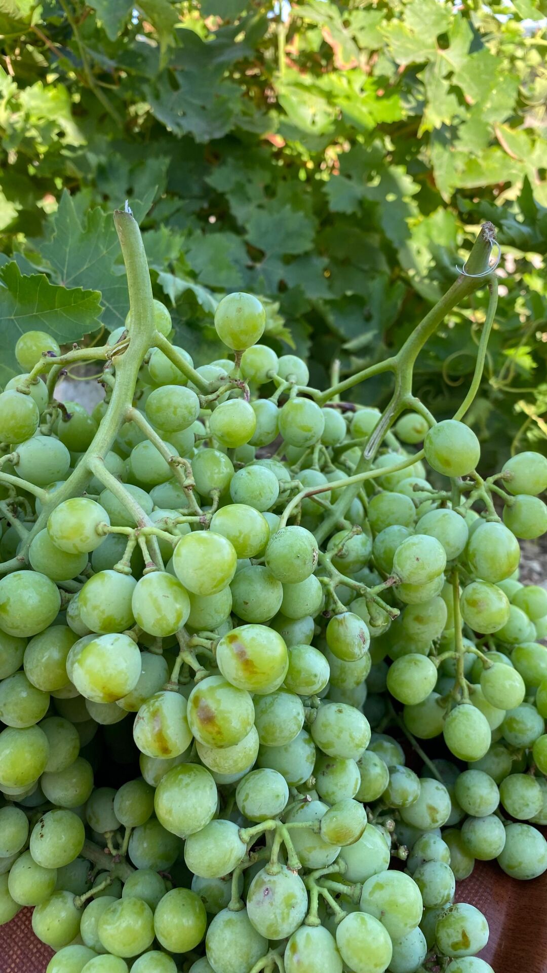 Üzüm Koruk 500 g