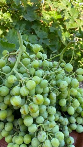 Üzüm Koruk 500 g