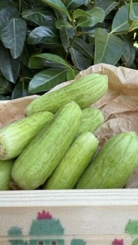 Urla Acur 500 g