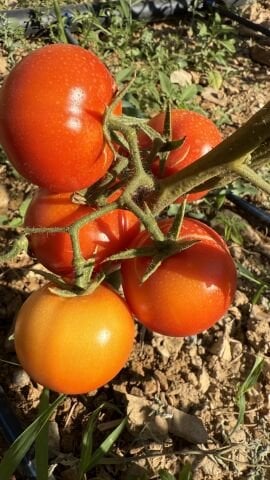 Domates Ata tohumundan 500 g