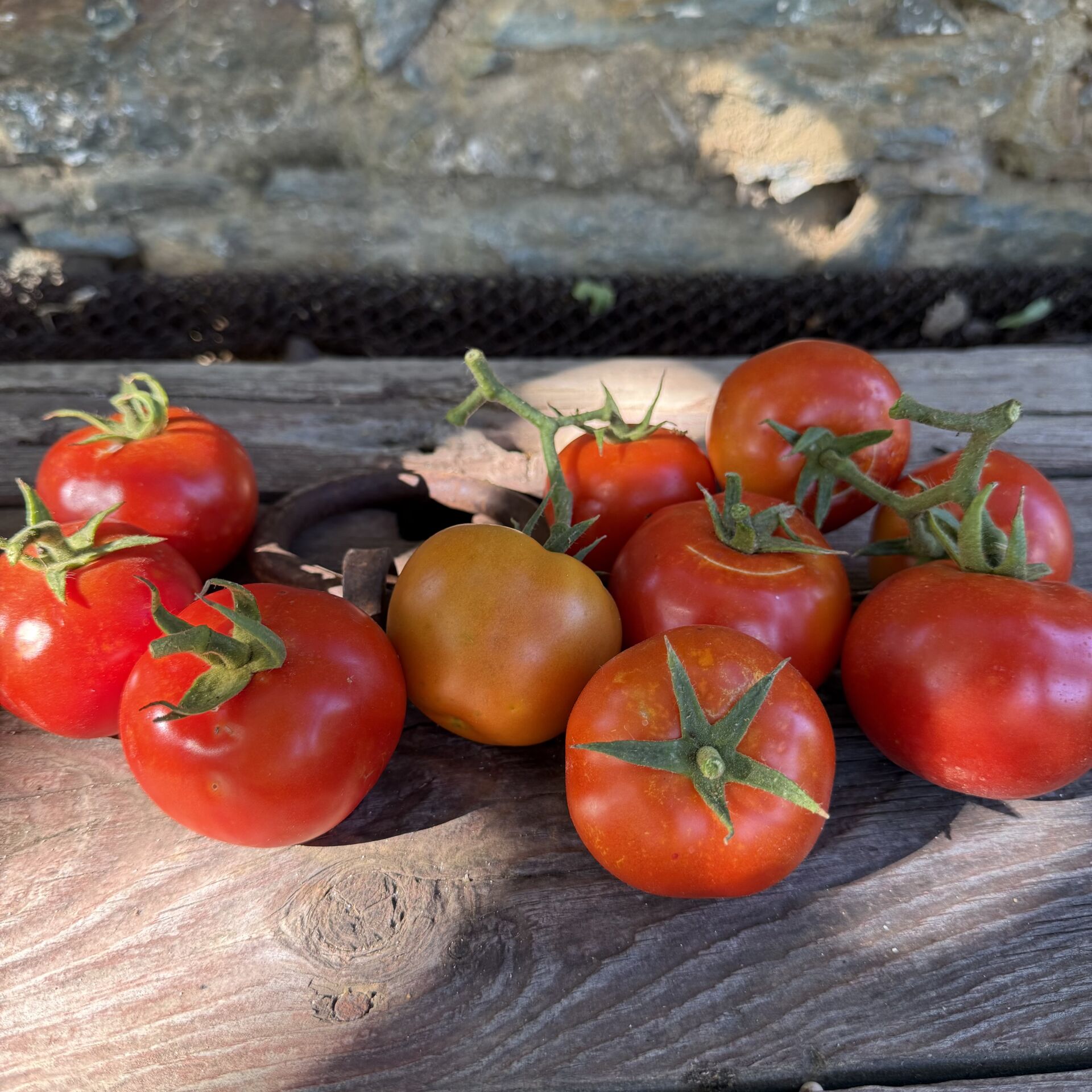 Domates Ata tohumundan 500 g