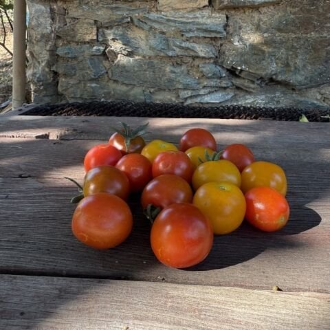 Çeri Domates Atalık tohum 500 g