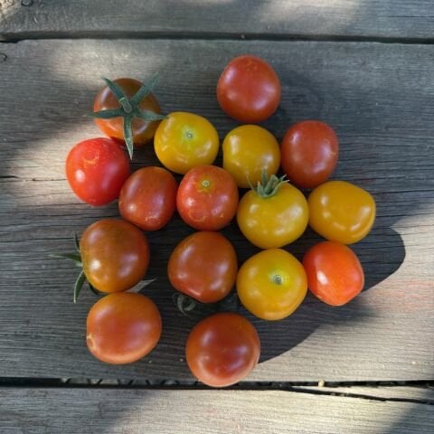 Çeri Domates Atalık tohum 500 g