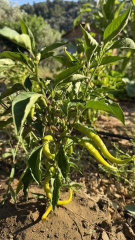 Kıl Sivri Biber Acı Atalık 250 g