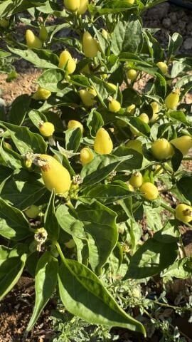 Mini Acı Biber  Atalık 250 g