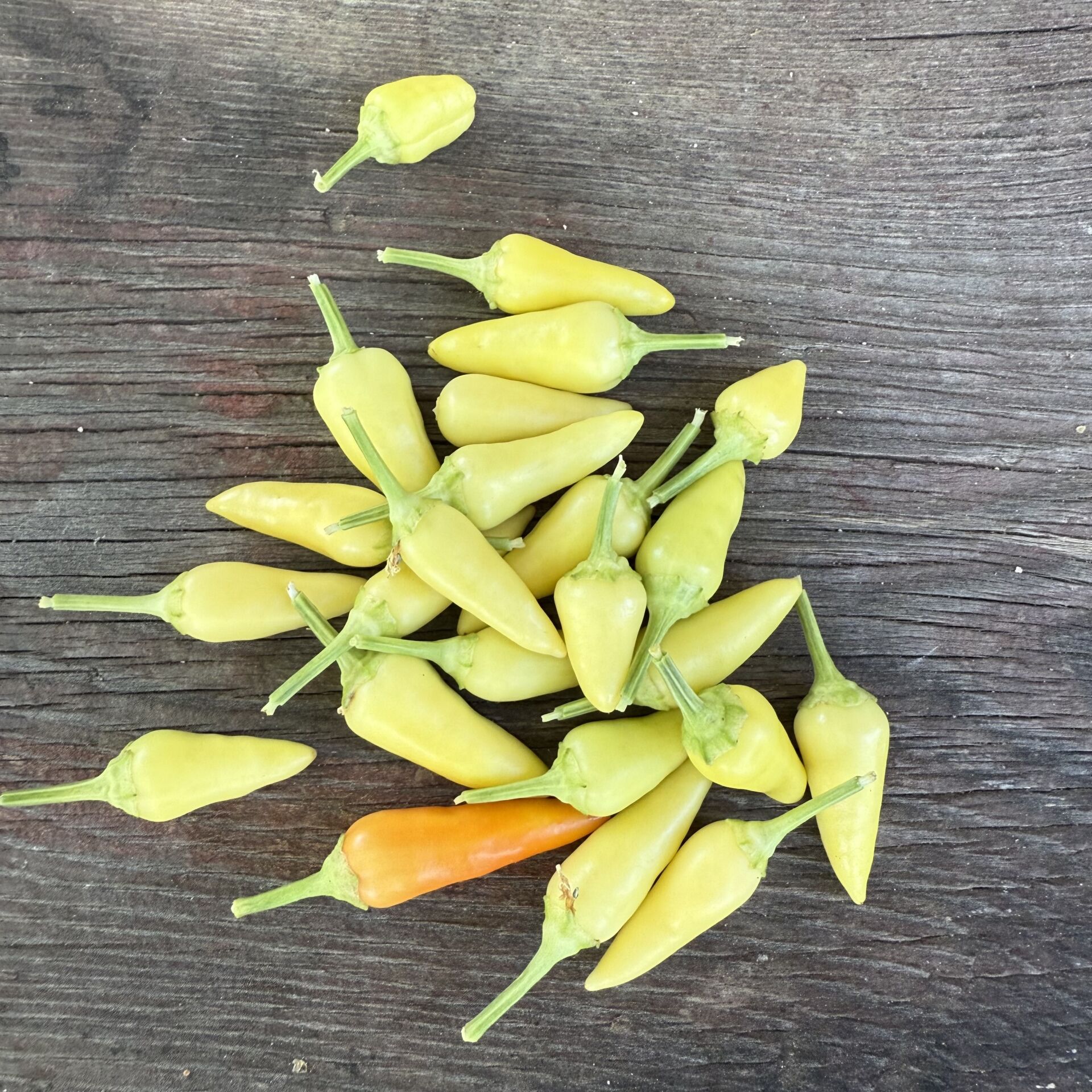 Mini Acı Biber  Atalık 250 g