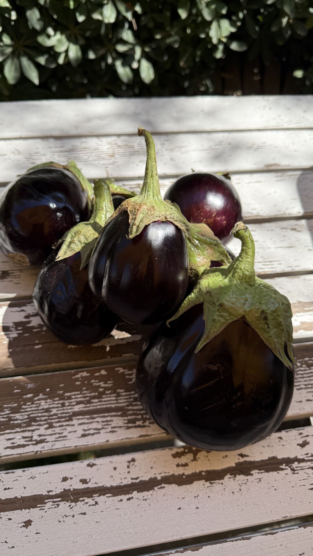 Topan Patlıcan Ata tohumu 1000 g