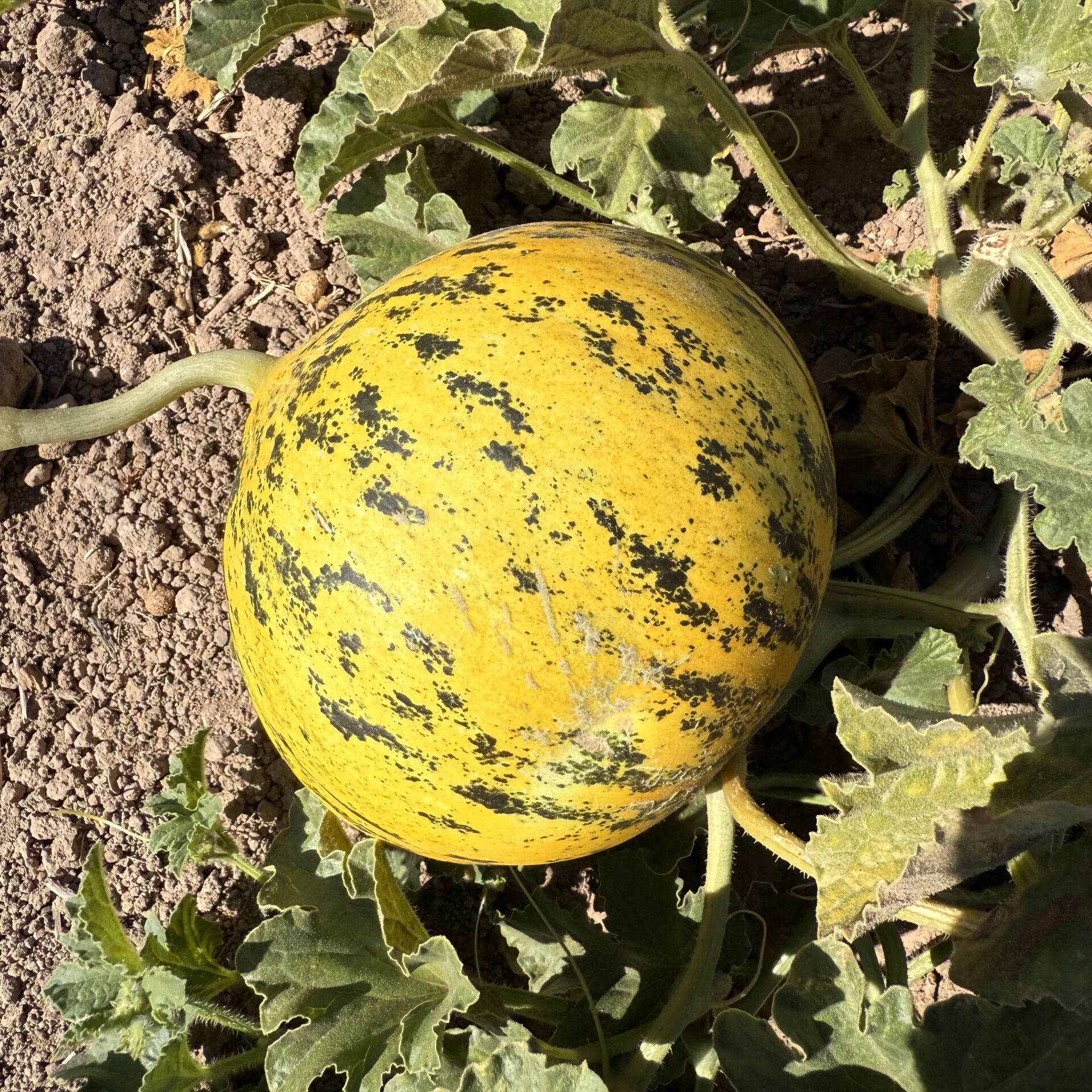Çeşme Kavunu 1500g