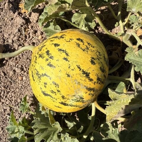 Çeşme Kavunu 1500g
