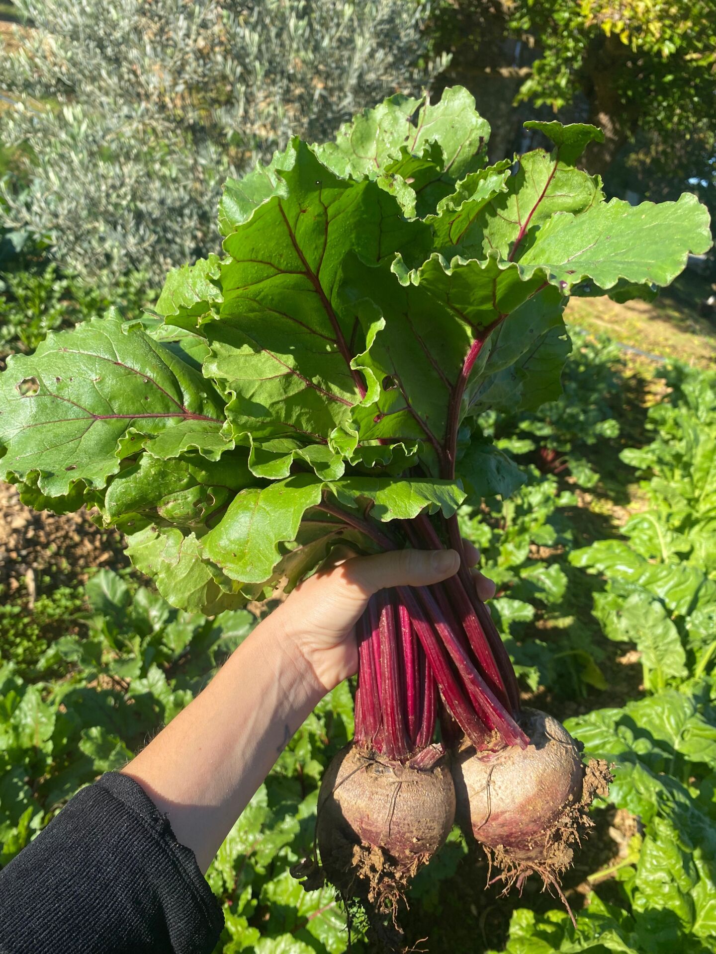 Pancar Atalık Tohumdan kg