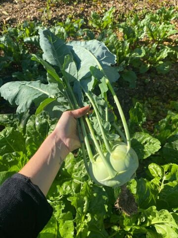 Alabaş Atalık Tohumdan Adet (600-800 g)