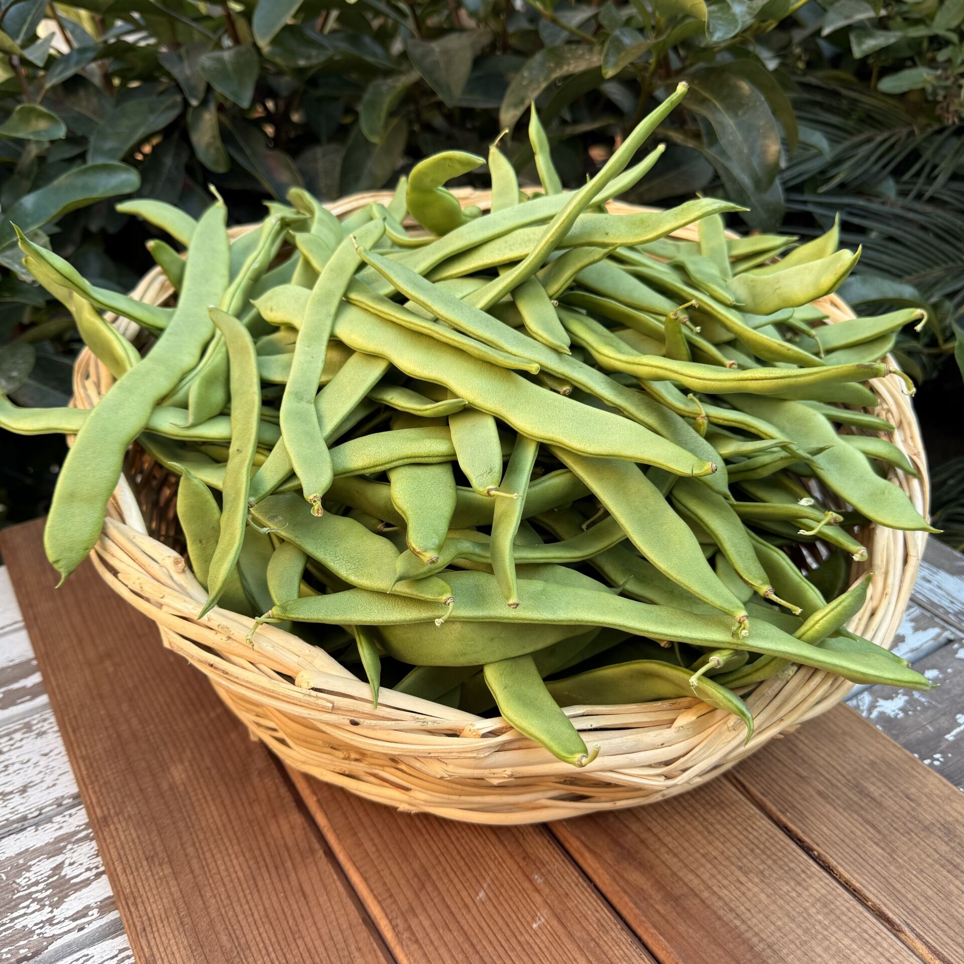 Çalı Taze  Fasulye 500 g