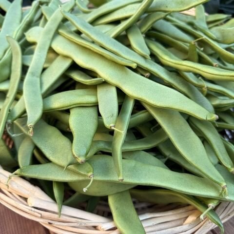 Çalı Taze  Fasulye 500 g