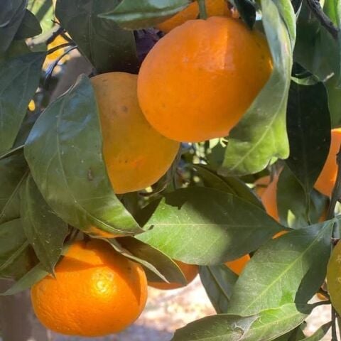 Seferihisar  Mandalina 1 kg