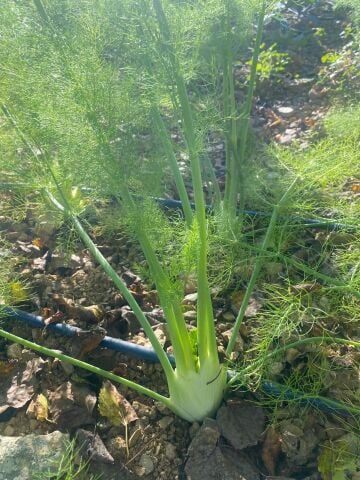 Rezene (Fennel) Demet