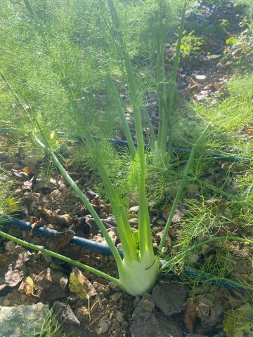 Rezene (Fennel) Demet
