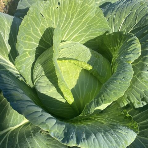 Beyaz Lahana Adet (2-3kg)