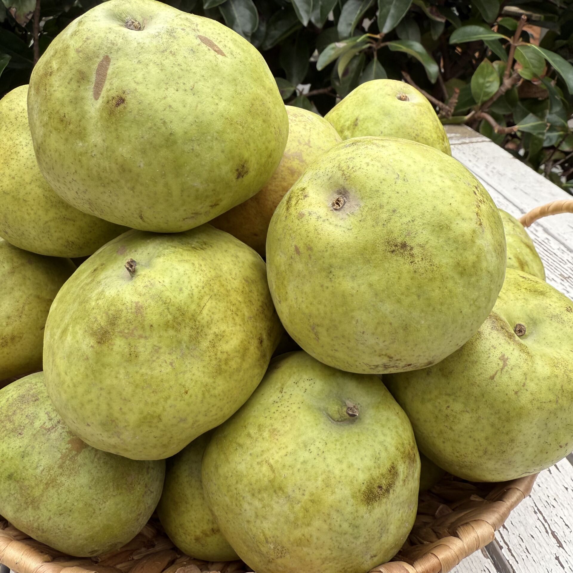 Armut Ankara Karyağdı 1 kg