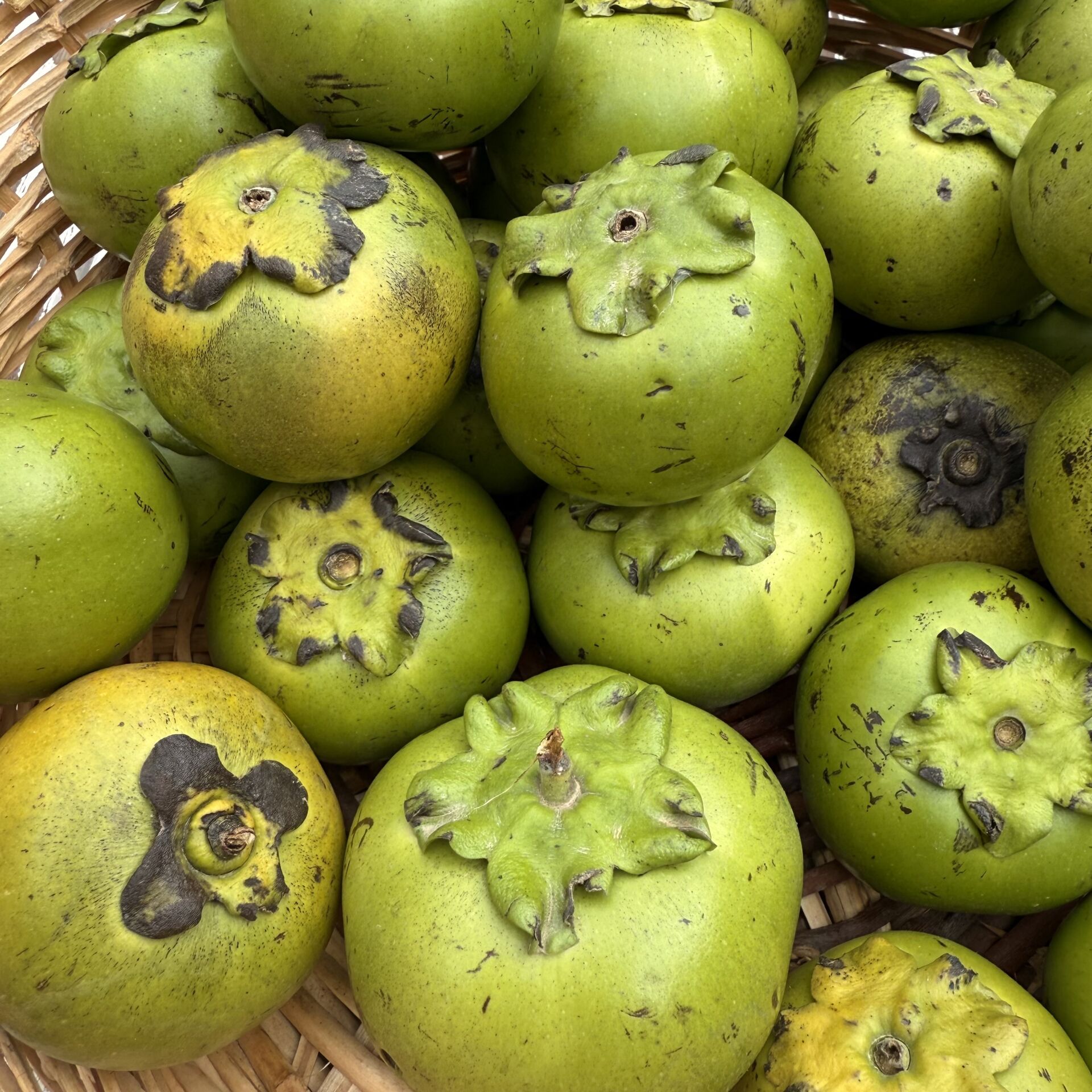 Çikolata Meyvesi Adet