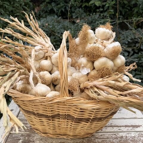 Sarımsak Ata Tohumu Taşköprü 500 gr