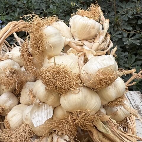 Sarımsak Ata Tohumu Taşköprü 500 gr