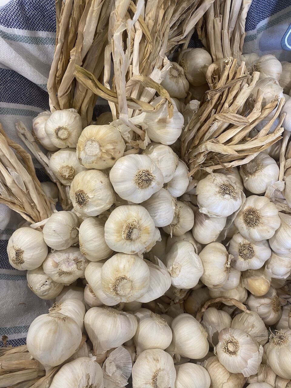 Sarımsak Ata Tohumu Taşköprü 500 gr