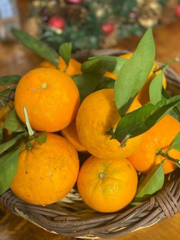 Portakal Doğal İlaçsız  Kg