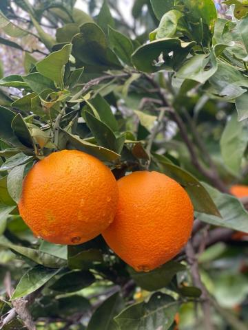 Portakal Doğal İlaçsız  Kg