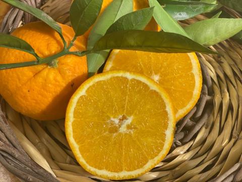 Portakal Doğal İlaçsız  Kg