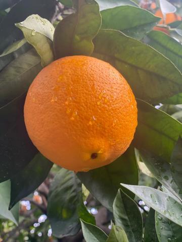 Portakal Doğal İlaçsız  Kg