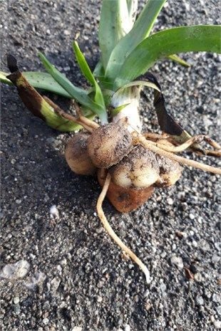 Saf Salep Organik 20 g