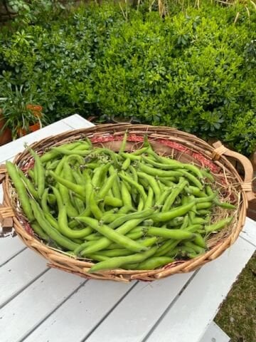 Bakla Sakız Urla 500 gr