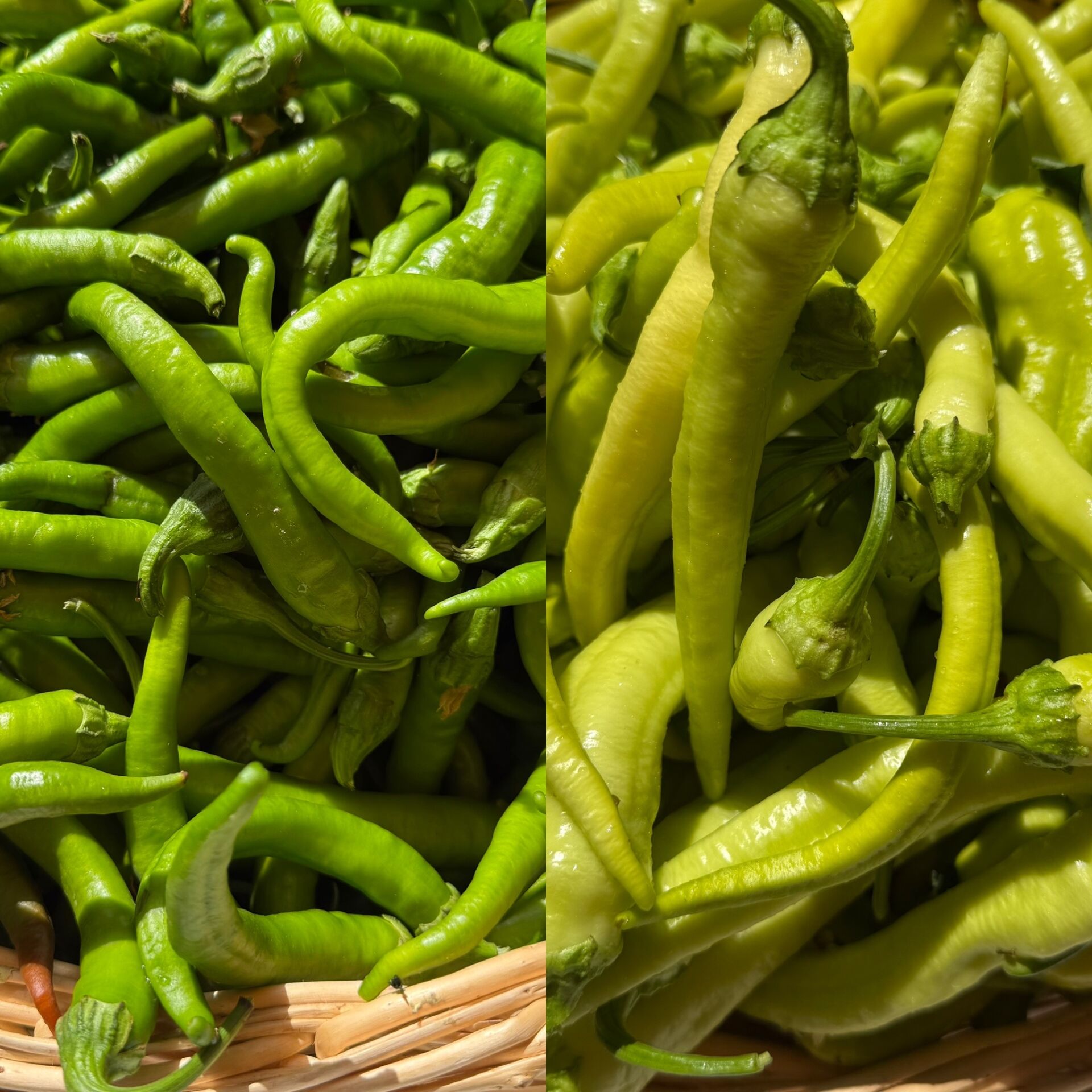 Tatlı  Biber Karışık Ata Tohumu 250 g