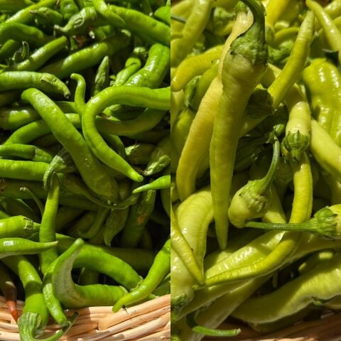 Tatlı  Biber Karışık Ata Tohumu 250 g