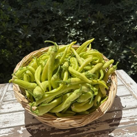 Tatlı  Biber Karışık Ata Tohumu 250 g