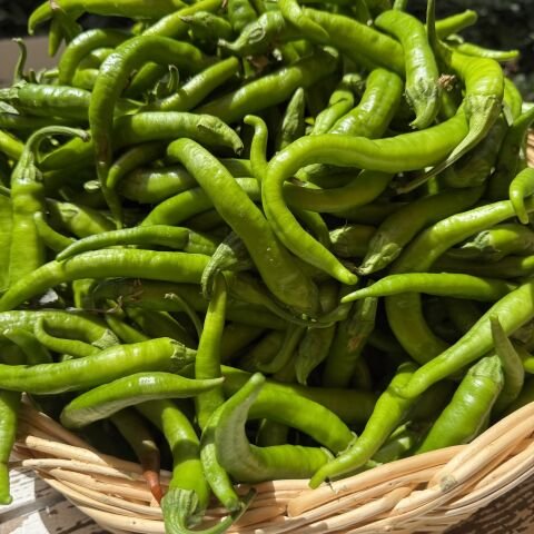 Tatlı  Biber Karışık Ata Tohumu 250 g