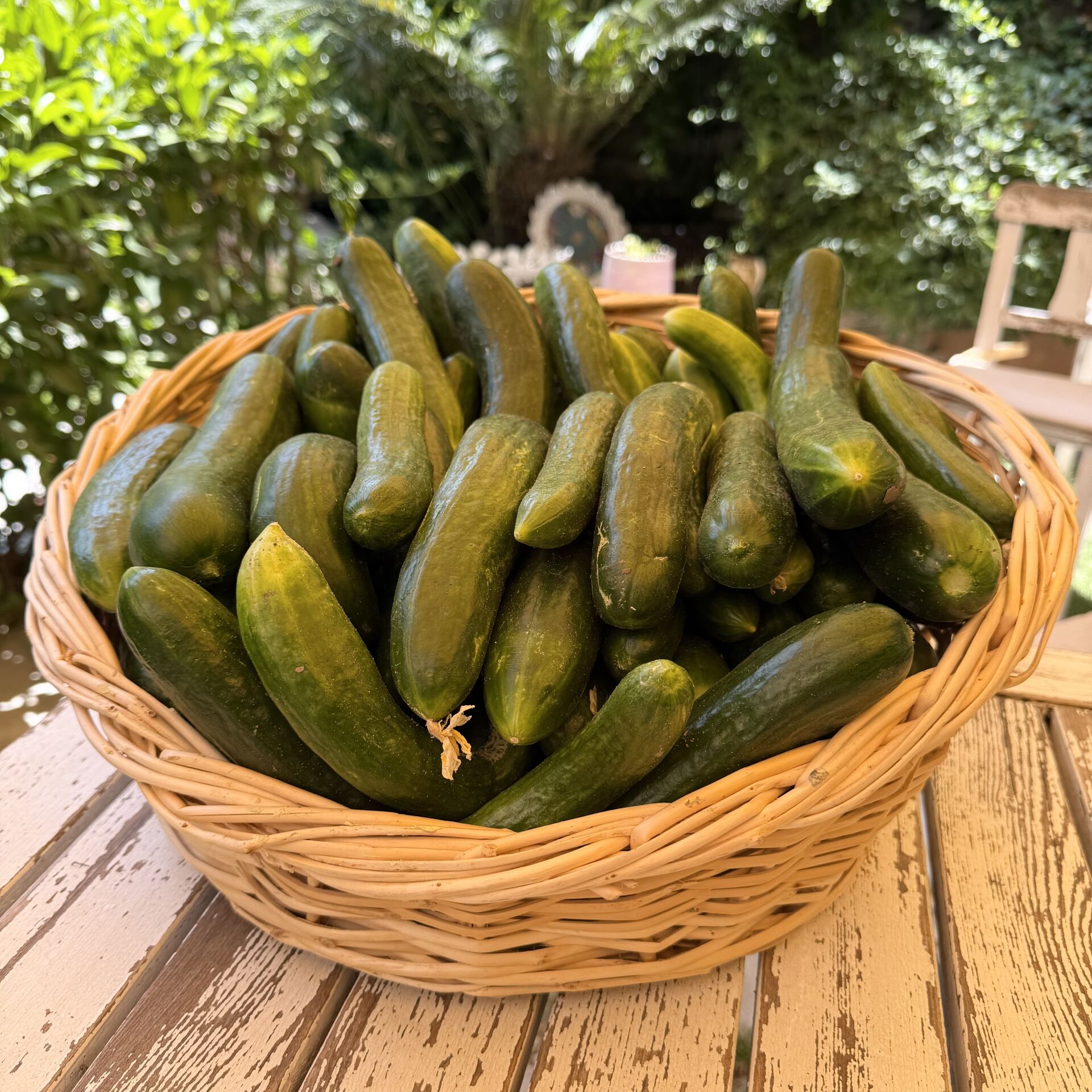 Salatalık  Ata Tohumu 500 g