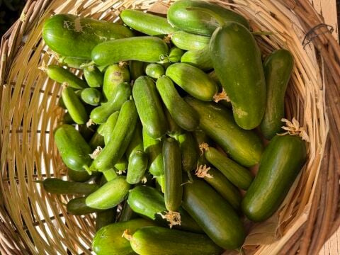 Salatalık  Ata Tohumu 500 g
