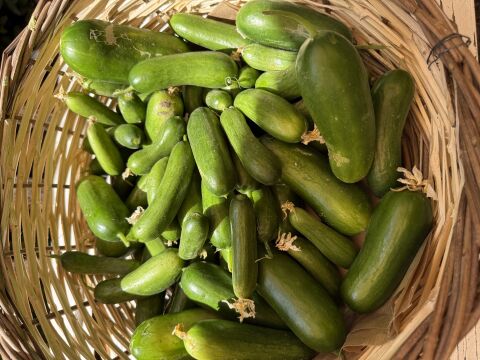 Salatalık  Ata Tohumu 500 g