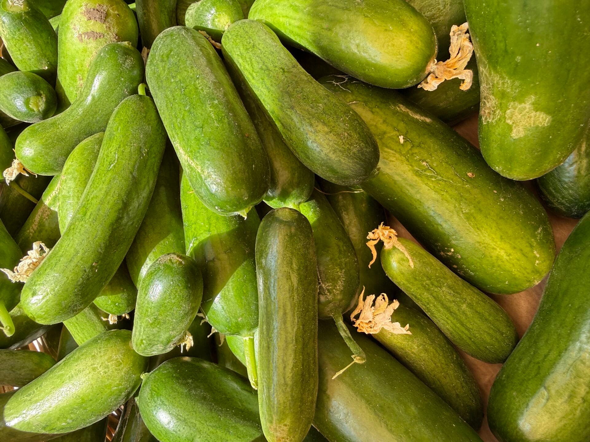 Salatalık  Ata Tohumu 500 g