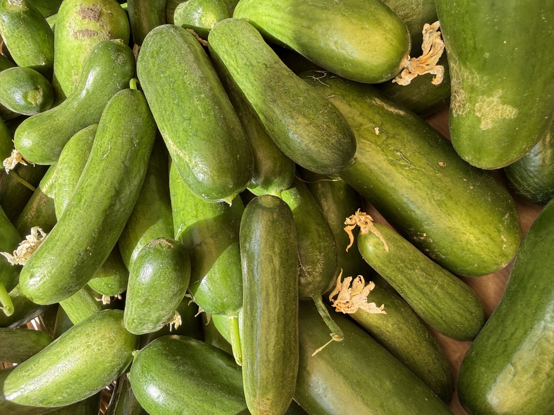 Salatalık  Ata Tohumu 500 g