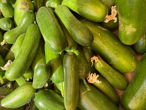 Salatalık  Ata Tohumu 500 g