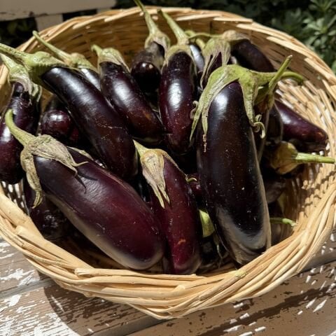 Patlıcan Ata Tohumu 500 g