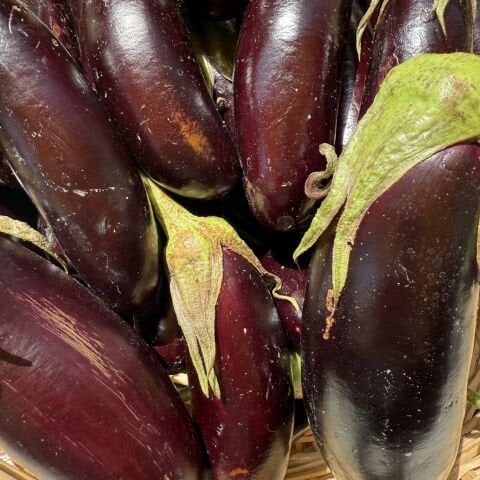 Patlıcan Ata Tohumu 500 g