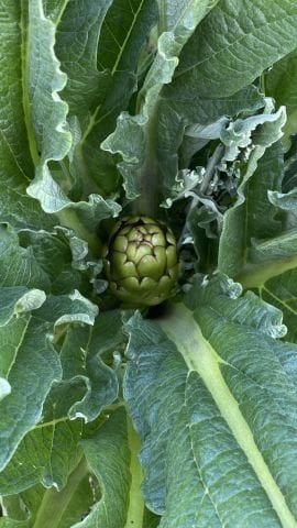 Urla Sakız Enginarı (12 adet)